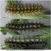 melit phoebe larva6 volg3